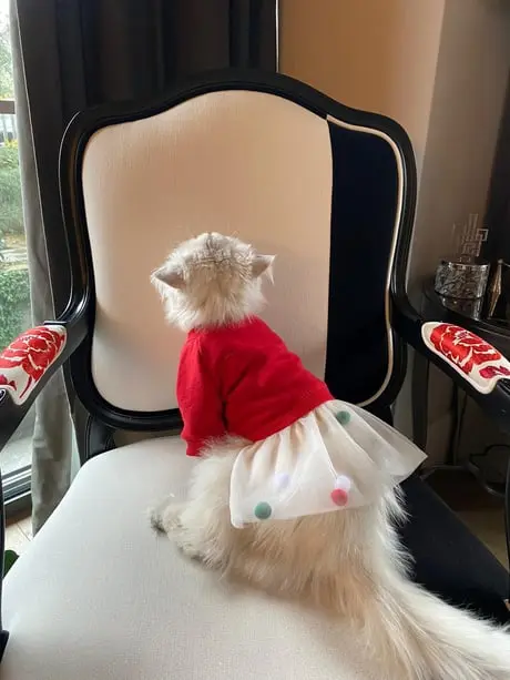 CANDY CRUSH KÖPEK ELBISE