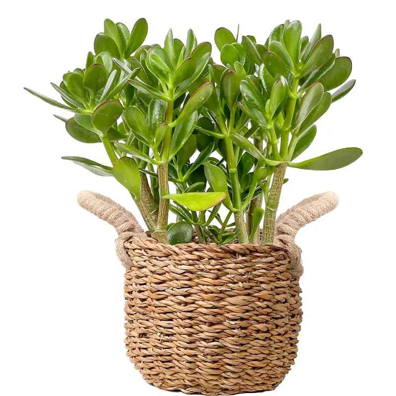 Crassula Ovata (Para Ağacı / Yeşim Bitkisi)