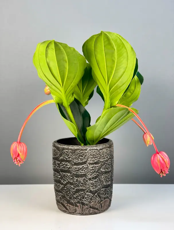 Deluxe Eskitme Seramik Saksıda Medinilla