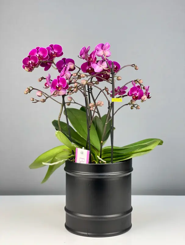 Deluxe Siyah Cam Vazoda Mor Bellissimo Orkide