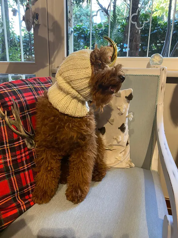 EKRU KÖPEK BOYUNLUK