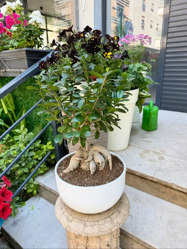 Ficus Ginseng Bonsai