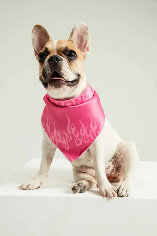 GRL PWR Köpek Bandana