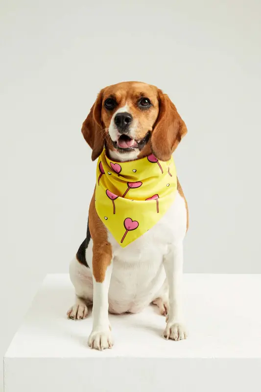 Kalpli Şeker Köpek Bandana