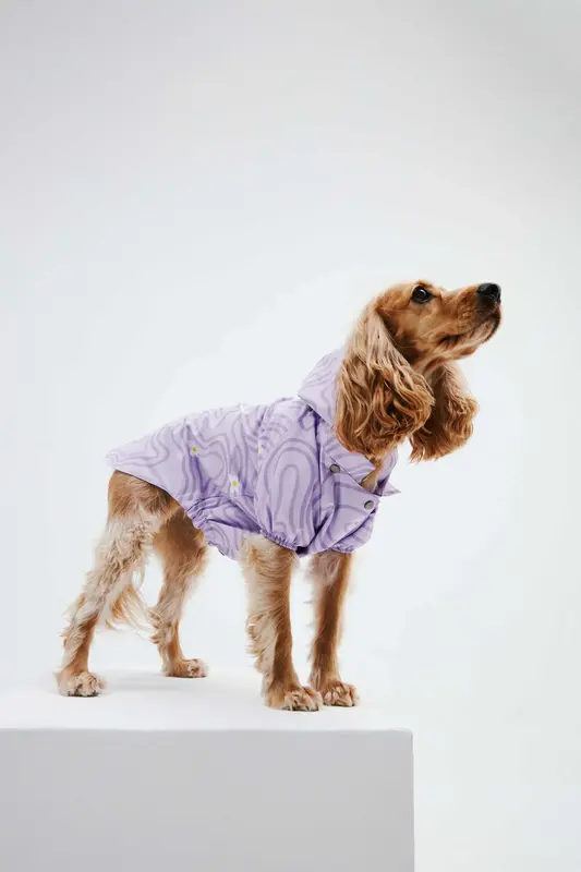 Lila Kelebek KöpekYağmurluk