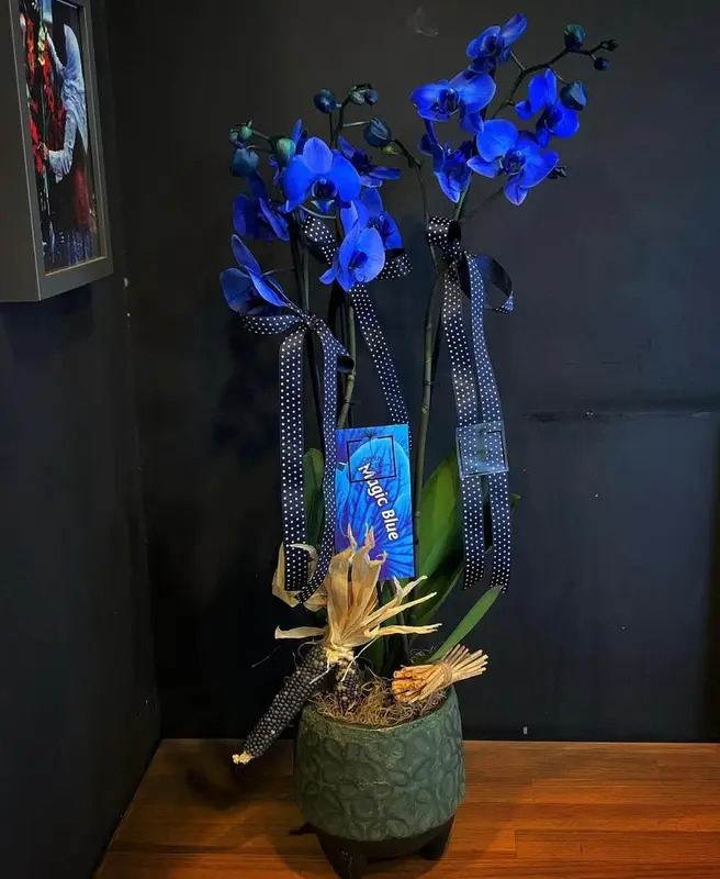 Magic Blue