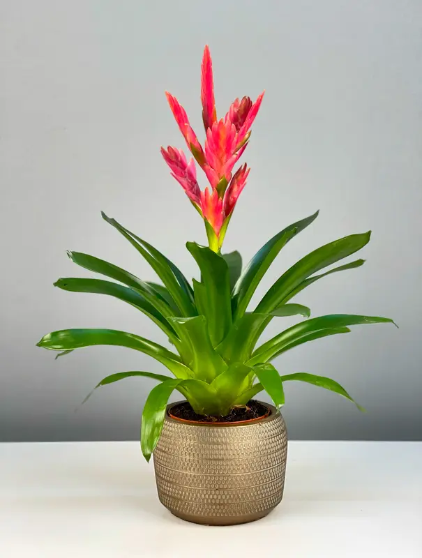 Minimal Seramikte Rosy Pink Vriesea Carinata