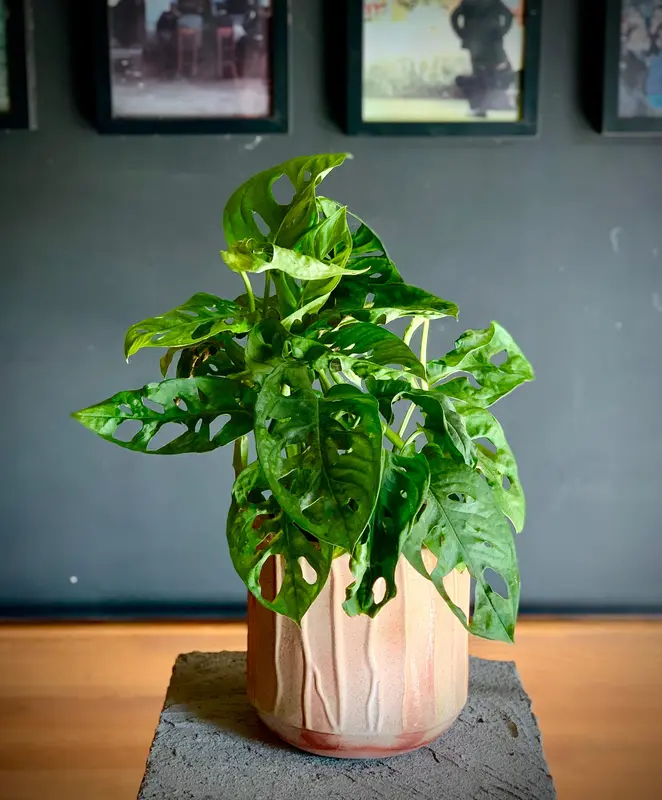 Monkey Monstera Adansonii
