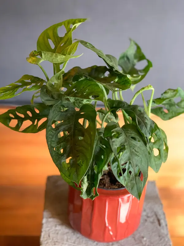 Monstera Adansonii