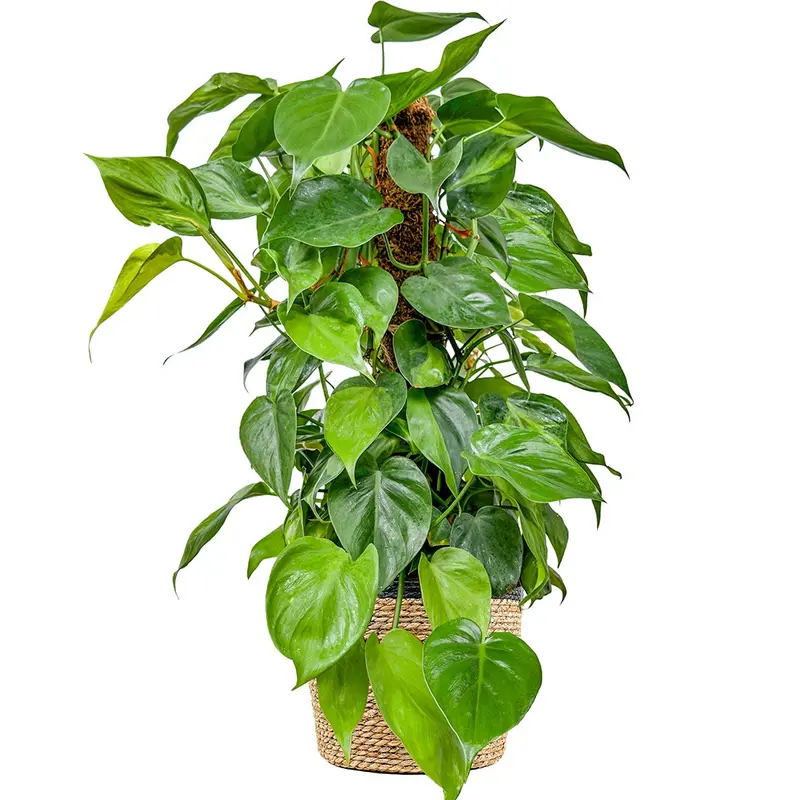 Philodendron Scandens (Sarmaşık Kalp Yapraklı Philodendron)