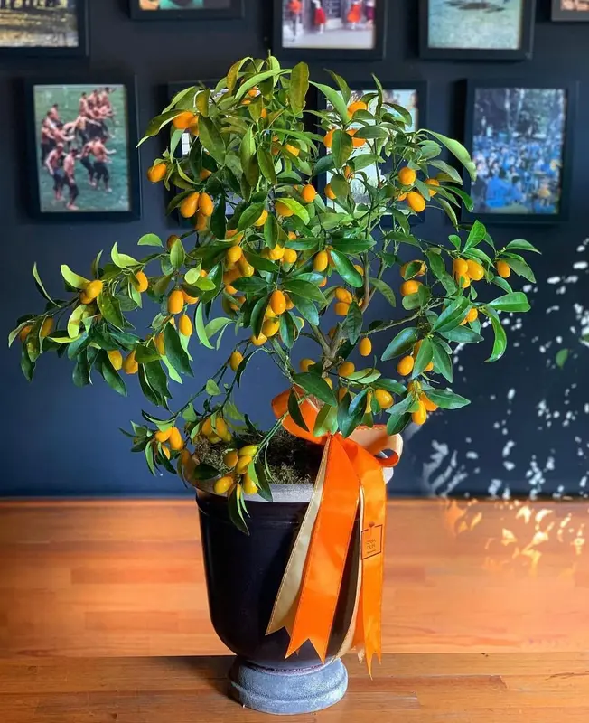 Şans ve Bereket Kumkuat/Calamondin Ağacı