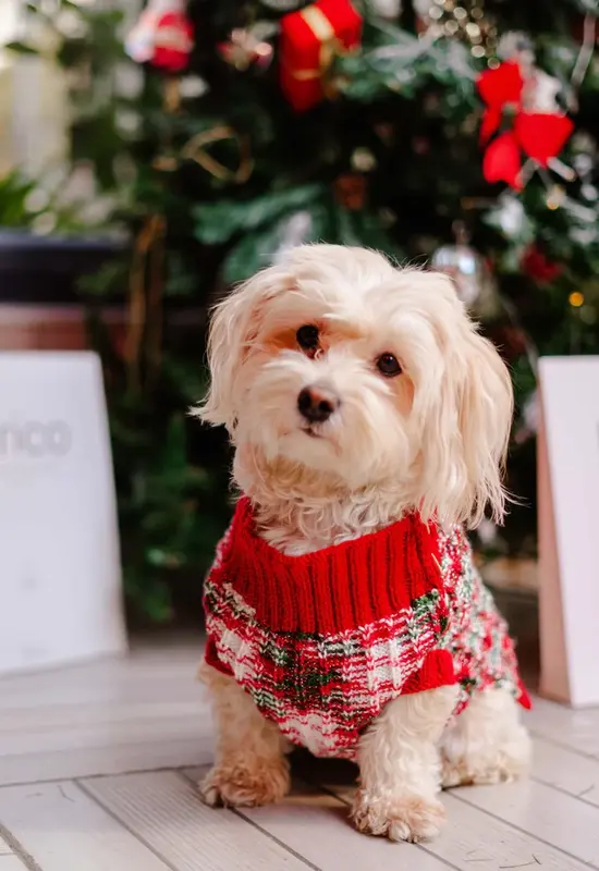 Santa Köpek Kazak