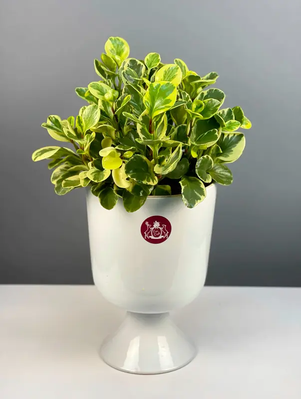 Seramik Saksıda Alacalı Peperomia Obtusifolia