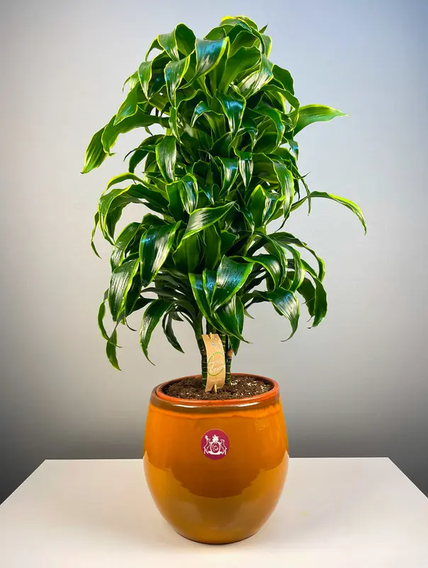 Seramik Saksıda Dracaena Fragrans 'Dorado'