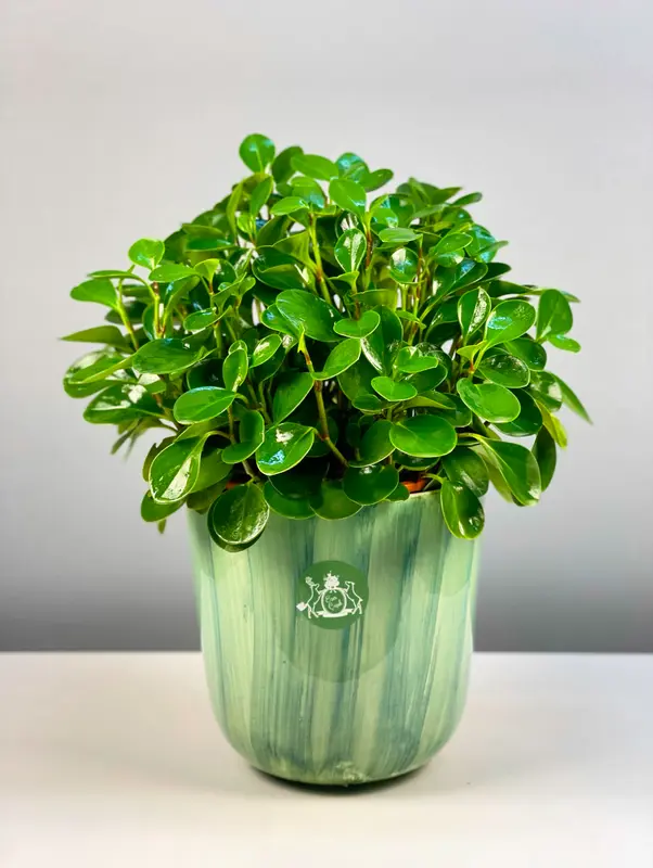 Seramik Saksıda Peperomia Obtusifolia