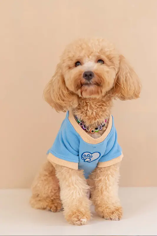 Trieste Köpek Sweatshirt - Mavi