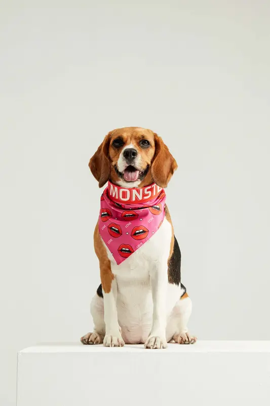 Vahşi Aşk Köpek Bandanası