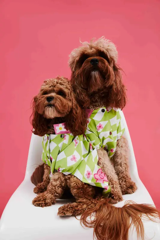 Yeşil Kareli KöpekYağmurluk